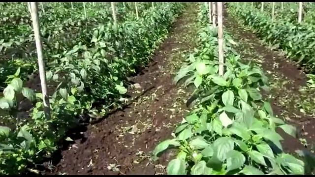 MOTOCULTOR FERRARI смотреть онлайн