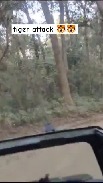 Jim Corbett National Park|| Tiger Attack 😱😱#wildlife #shorts
