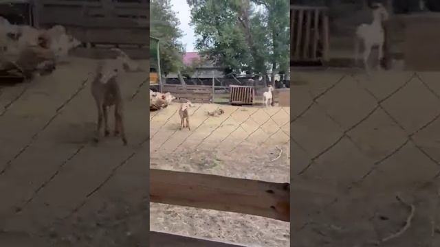 Зоопарк на турбазе, дети в восторге