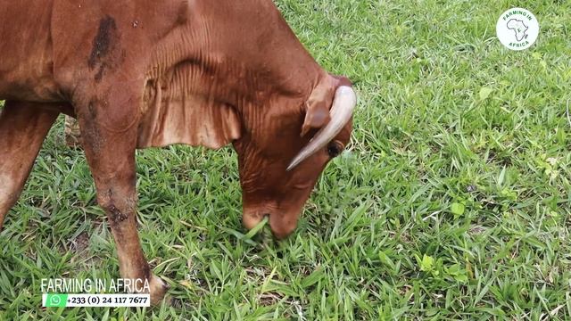 HOW TO GET THE BIGGEST CATTLE, GOATS AND SHEEP AT YOUR FARM IN AFRICA смотреть онлайн