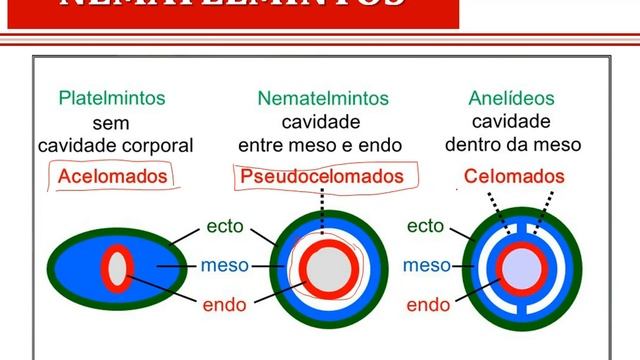 AULA_NEMATELMINTOS смотреть онлайн