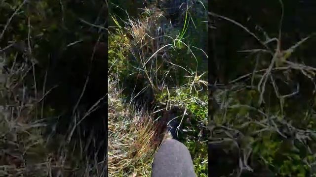 √ОДНА В ЛЕСУ. ПРОВОЖАЮ ОСЕНЬ. СМОТРЕТЬ ДО КОНЦА🍁 смотреть онлайн