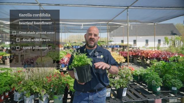 Spring Flowering Natives - With Expert Trevor Smith смотреть онлайн