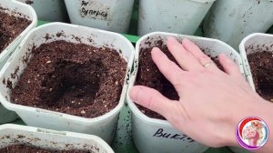 Гортензии начеренковала. Готовлю клематисы к пересадке. 13 Марта.