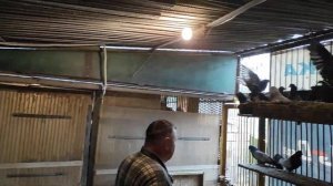 НИКОЛАЕВСКИЕ ГОЛУБИ КИРОВОГРАДСКИЕ! NIKOLAEVSKIE pigeons