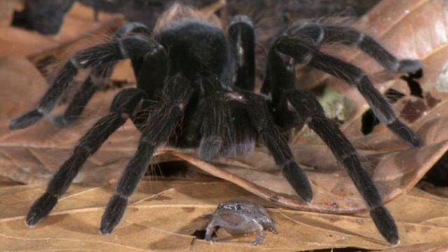 tarantule смотреть онлайн