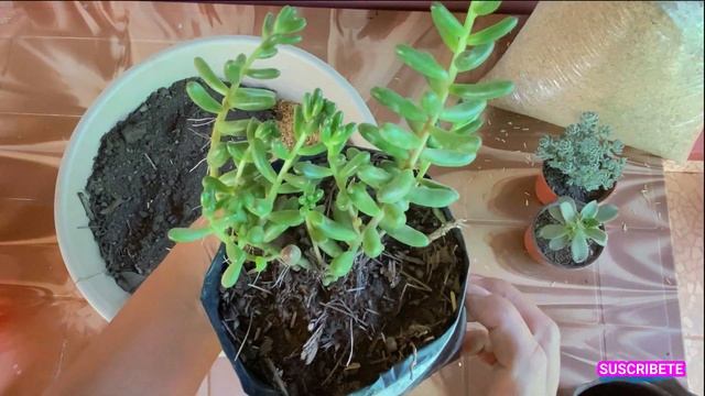 COMO CUIDAR TUS CACTUS Y SUCULENTAS SI ERES PRINCIPIANTE смотреть онлайн