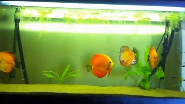il mio acquario discus dream смотреть онлайн