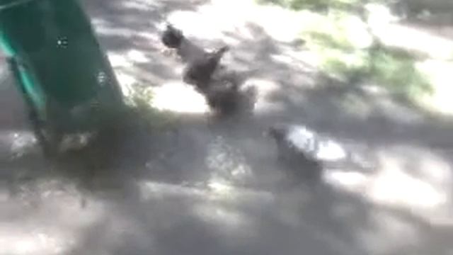 Голуби  жрут  чипсы