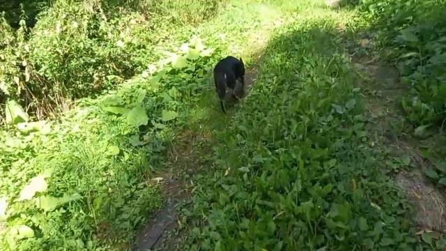 Утро в деревне + собака + перед поездом баловались Аня и Маша смотреть онлайн