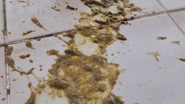 DANGER ⚡ Bird Took A Big Shit 🤮 🤢 On A Balcony In Thailand. Such Good Birds In Paradise! Pattaya No