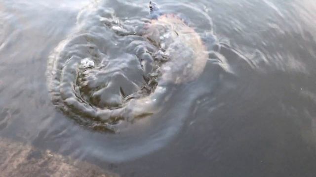 Водный Крыс Active Sale Group Свечной 17 смотреть онлайн