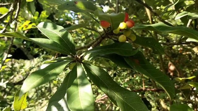 Kaafal / Bayberry / Myrica esculenta смотреть онлайн