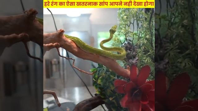 दुनिया के सबसे जहरीले सांप Top Most Venomous Snakes in the World #Shorts смотреть онлайн