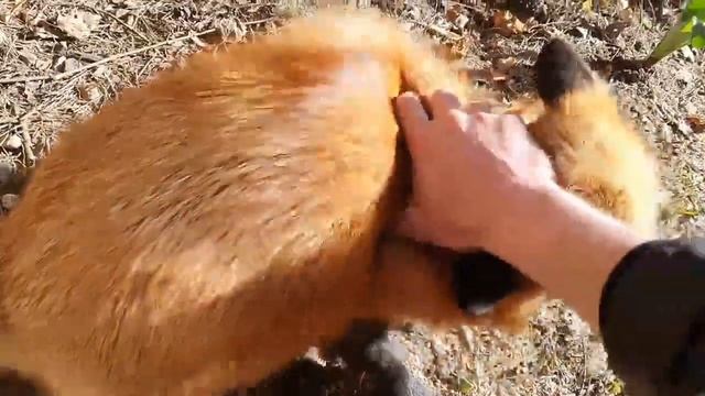 Алиса - Лиса / Прикольные Моменты с Алисой ч. 164 / Alice the Fox смотреть онлайн