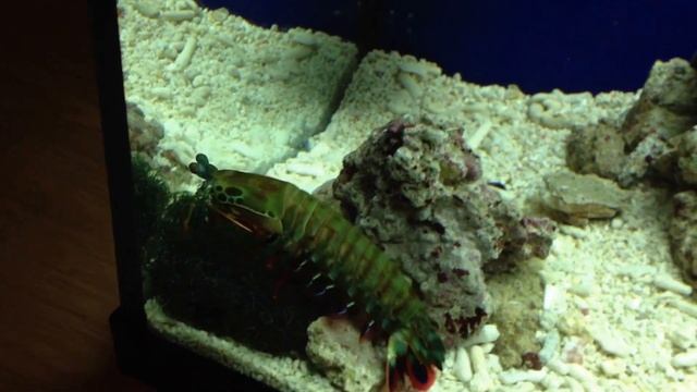 Peacock Mantis eating ghost shrimp 7 смотреть онлайн