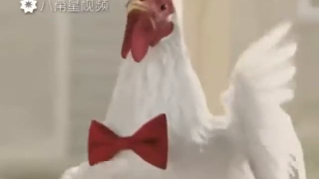 Бешеные петухи и курицы смотреть онлайн