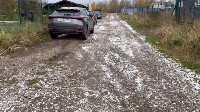 2 день каникул за городом / Готовим завтрак / Пришла банда кошаков / Закупочка / Жарим шашлык смотреть онлайн
