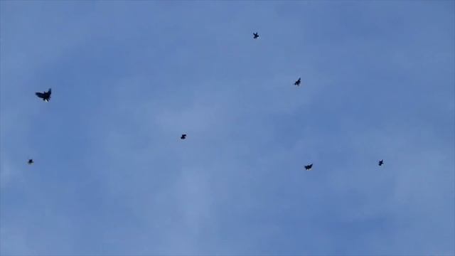 ПОЛЕТЫ НИКОЛАЕВСКИХ ГОЛУБЕЙ 27.03.2024 ТЕЛЕФОН +380988140345 смотреть онлайн