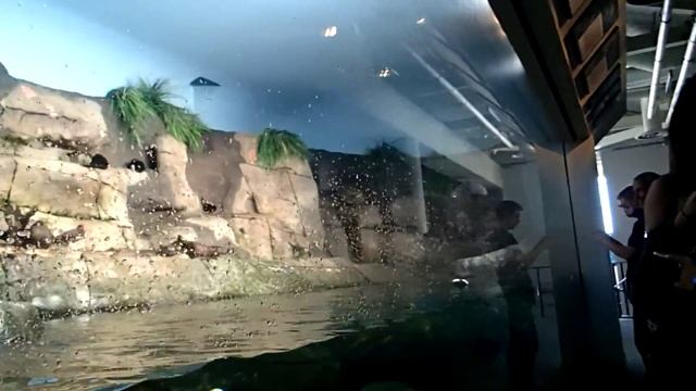 Monterey Aquarium - Puffins смотреть онлайн