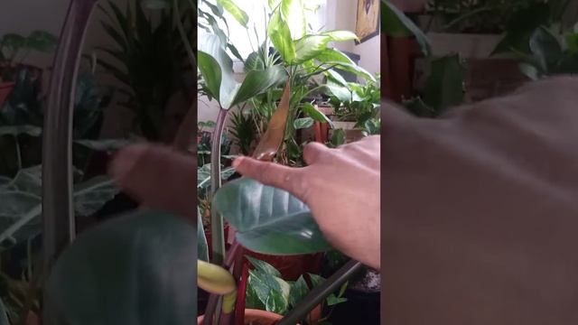 Rojo Congo Philodendron смотреть онлайн