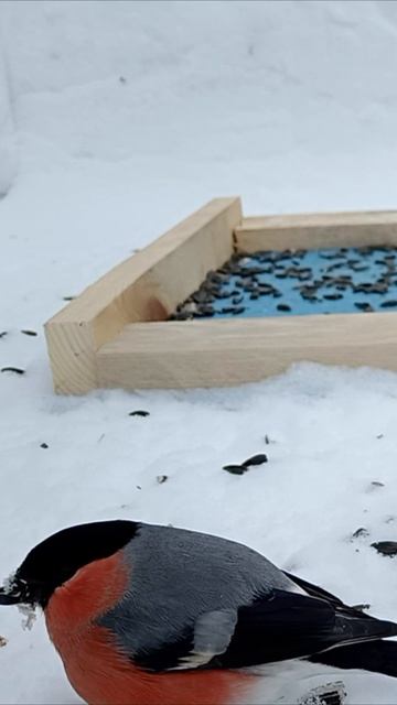 Снегирь смотреть онлайн