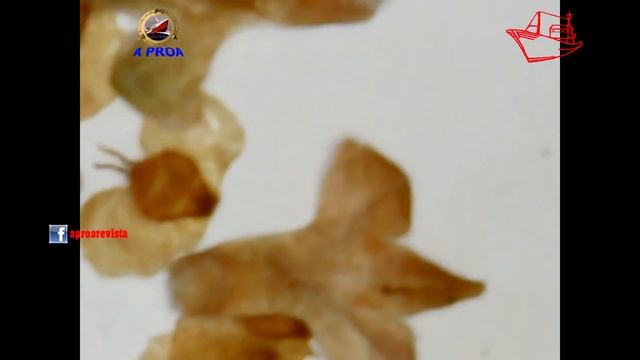 ABEDUL LLORÓN O ABEDUL PÉNDULO (Betula pendula) смотреть онлайн