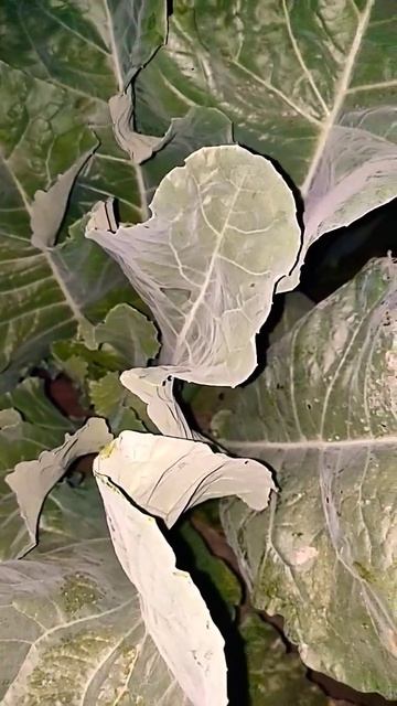 गोभी के प्लांट में नीम ऑयल का स्प्रे #shorts #garden #kitchen смотреть онлайн