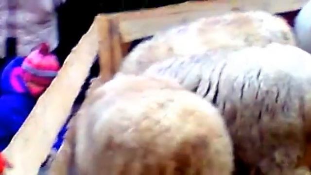My Edited Video животные.в.шишкова о. смотреть онлайн