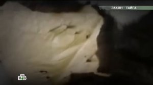 «Закон тайги» - Людоед, прятавшийся 10 лет, задержан в Саратовской области