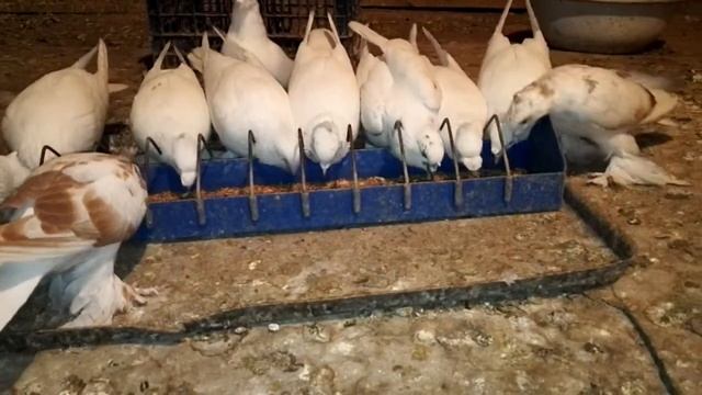 Голуби Кыргызстана, андижанцы, Кочкор-Ата смотреть онлайн