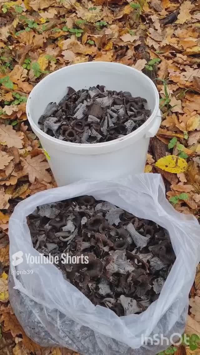 ГРИБ БАРАН, Черная лисичка🔥 Грибы осенью. #shorts #лес #природа #приключения смотреть онлайн