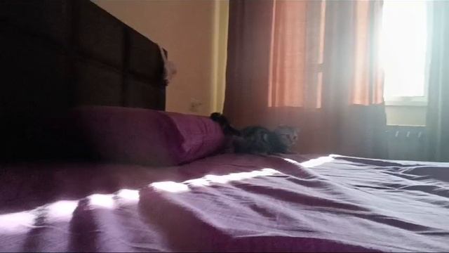 Бегает по кровати