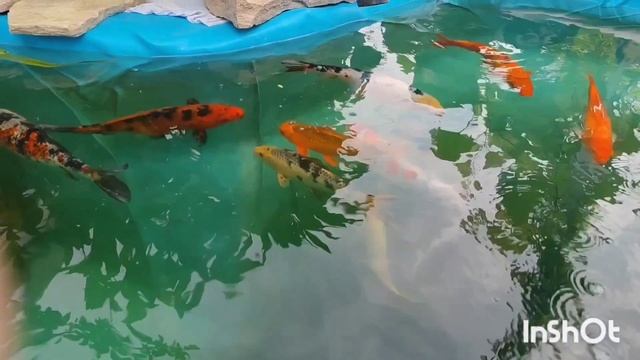 Карпы кои в пруду смотреть онлайн