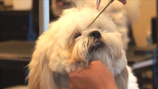 How to Groom a Shaggy-Haired Dog Around its Eyes : Dog Grooming смотреть онлайн