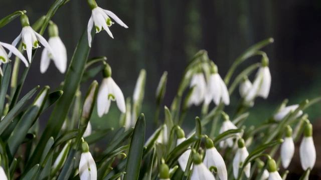 Snowdrops in time-lapse and real time - UHD 4K смотреть онлайн
