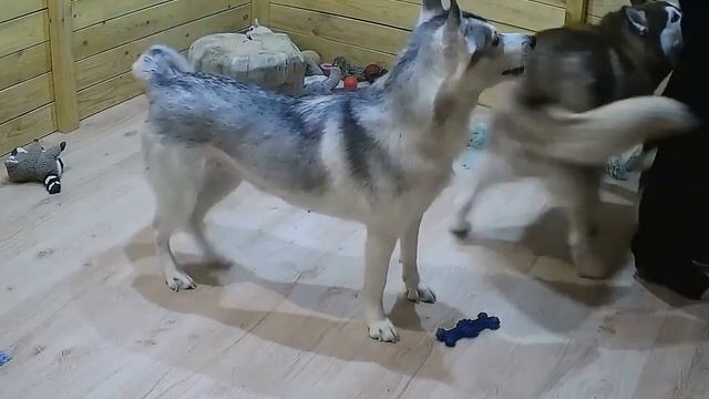 Ивита стоит на руках смотреть онлайн