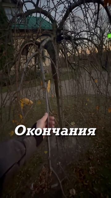 Дерево которое писадил Александр Лукашенко, 23 октября на церемонии посадки Дерева мира и смотреть онлайн