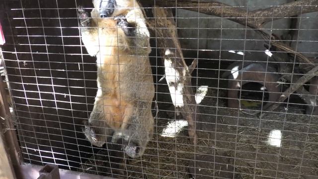 Енотное счастье, Носатые чавкалы дружно ели орехи! Raccoon happiness, Nosy munched amicably ate nut смотреть онлайн