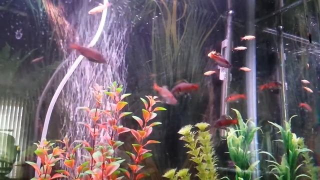 Odessa Barb action смотреть онлайн