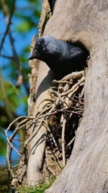 Дом для проживания годен! Обрадую самку #shortsyoutube #shortsy #bird