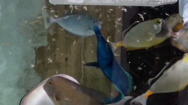 Bird Wrasse $249 - Hawaii смотреть онлайн