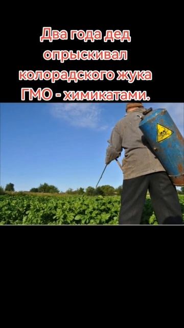 колорадский жук