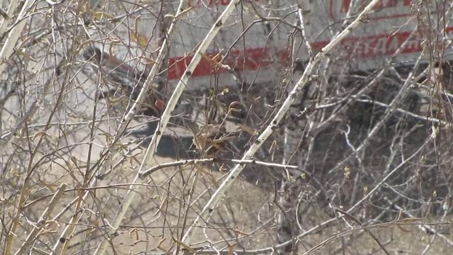 воробей пляшет от любви чужой и своей страсти смотреть онлайн