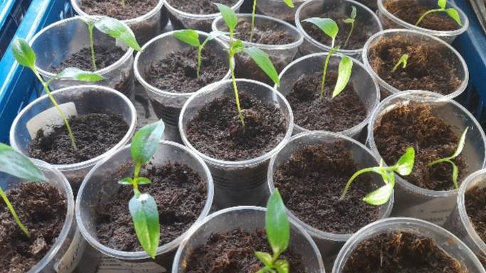 Обзор рассады перца на конец февраля