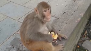 Видео диких обезьян, кормёжка диких обезьян в Тайланде #обезьяны #приколы #приколюха #ржака