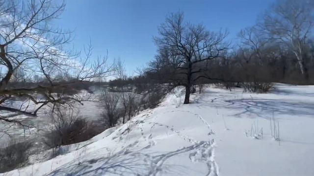 Волэнд цаца в первые увидела куницу и загнала ее в бревно смотреть онлайн