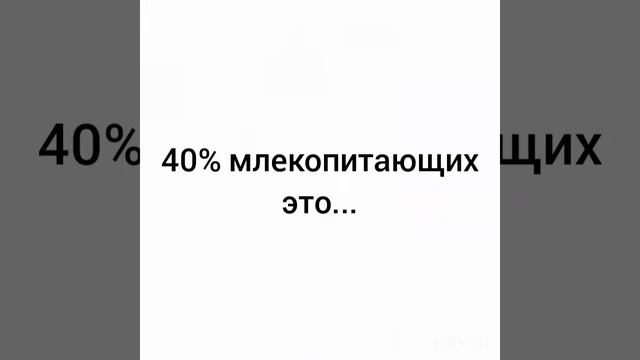 Факт#13 Сколько процентов млекопитающих это грызуны? смотреть онлайн