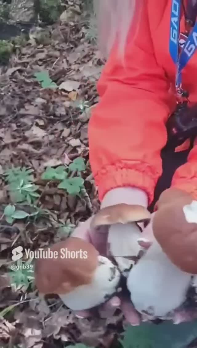 мои глаза только такие видят грибы 😳 #shorts #природа #лес смотреть онлайн