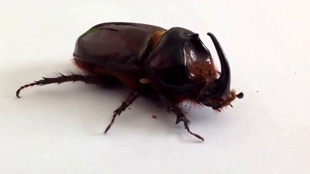 African rhinoceros beetle (Oryctes boas) смотреть онлайн